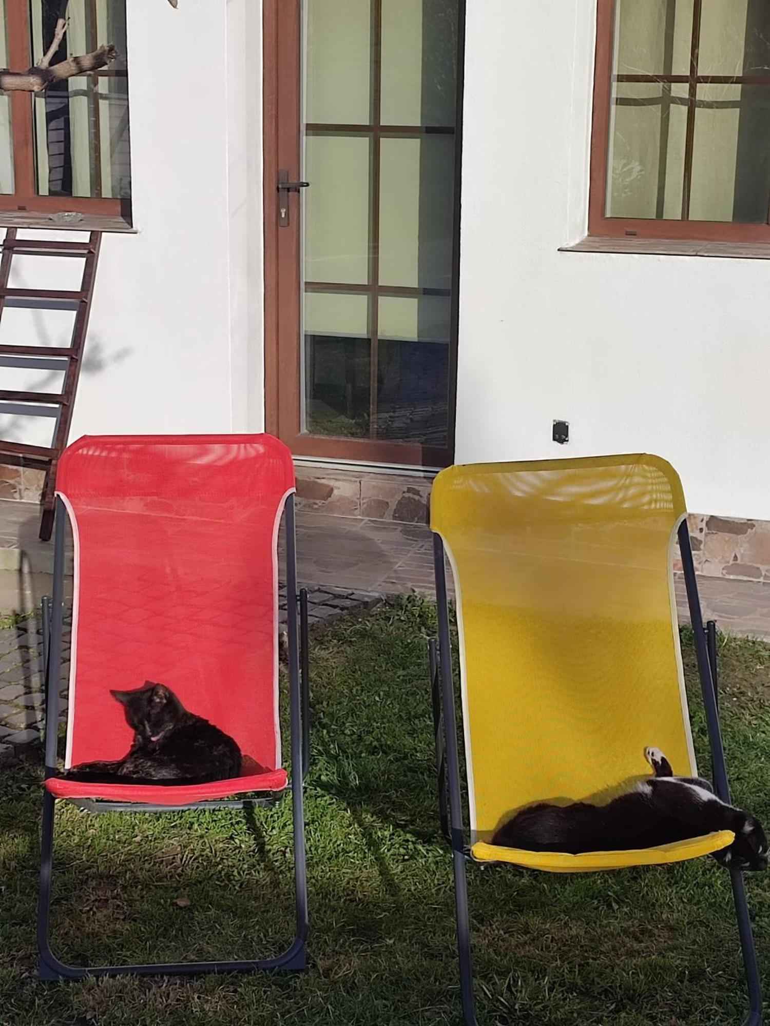 Courtyard Studio Oradea Luaran gambar